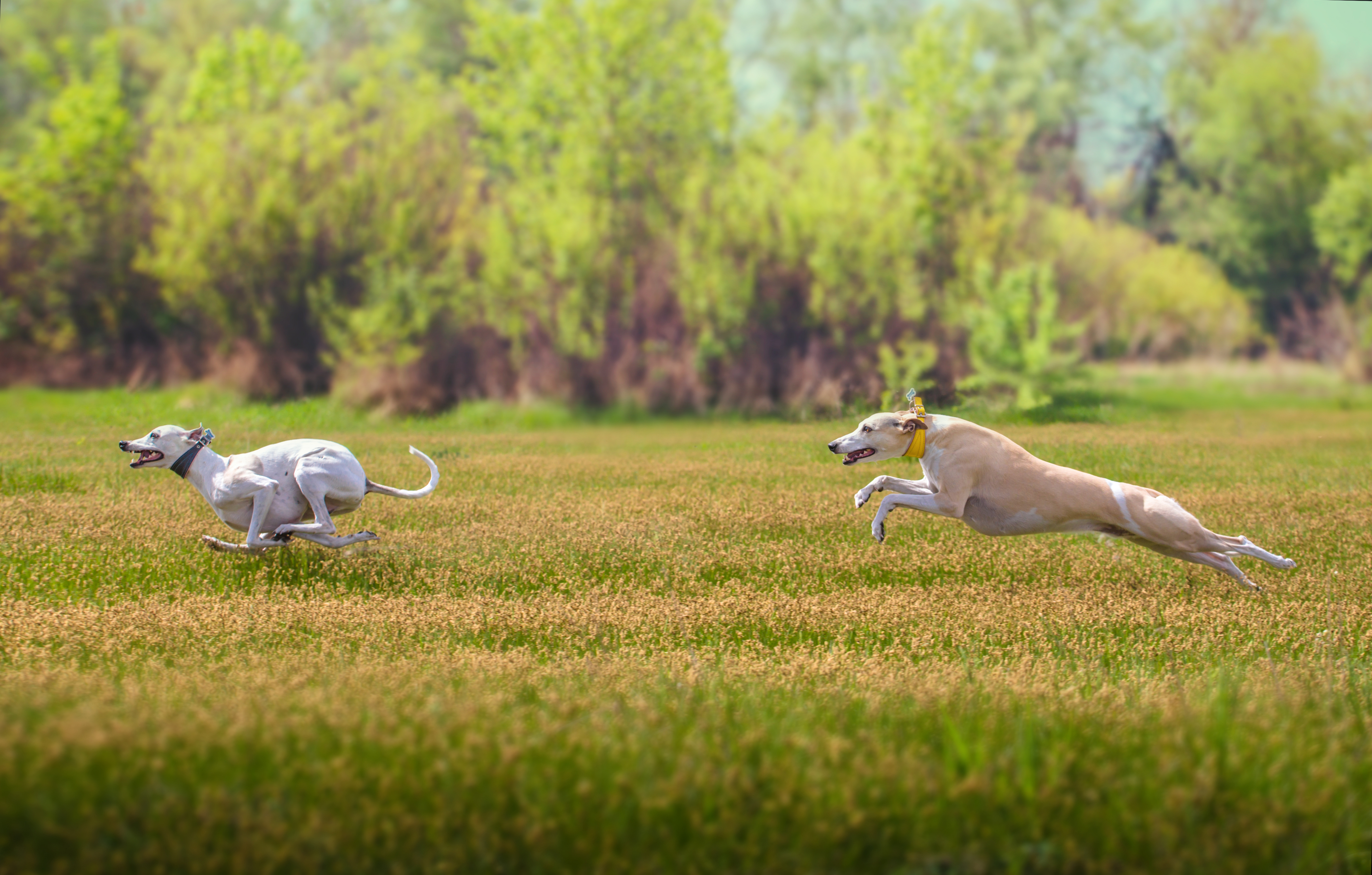 Whippet Dogs Ashva Adobestock 164543555